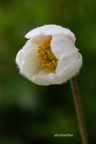 Großes Windröschen (Anemone sylvestris) 